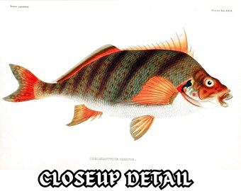 Restored Japanese Fauna V2 Pisces | 81 HQ Printable Fish