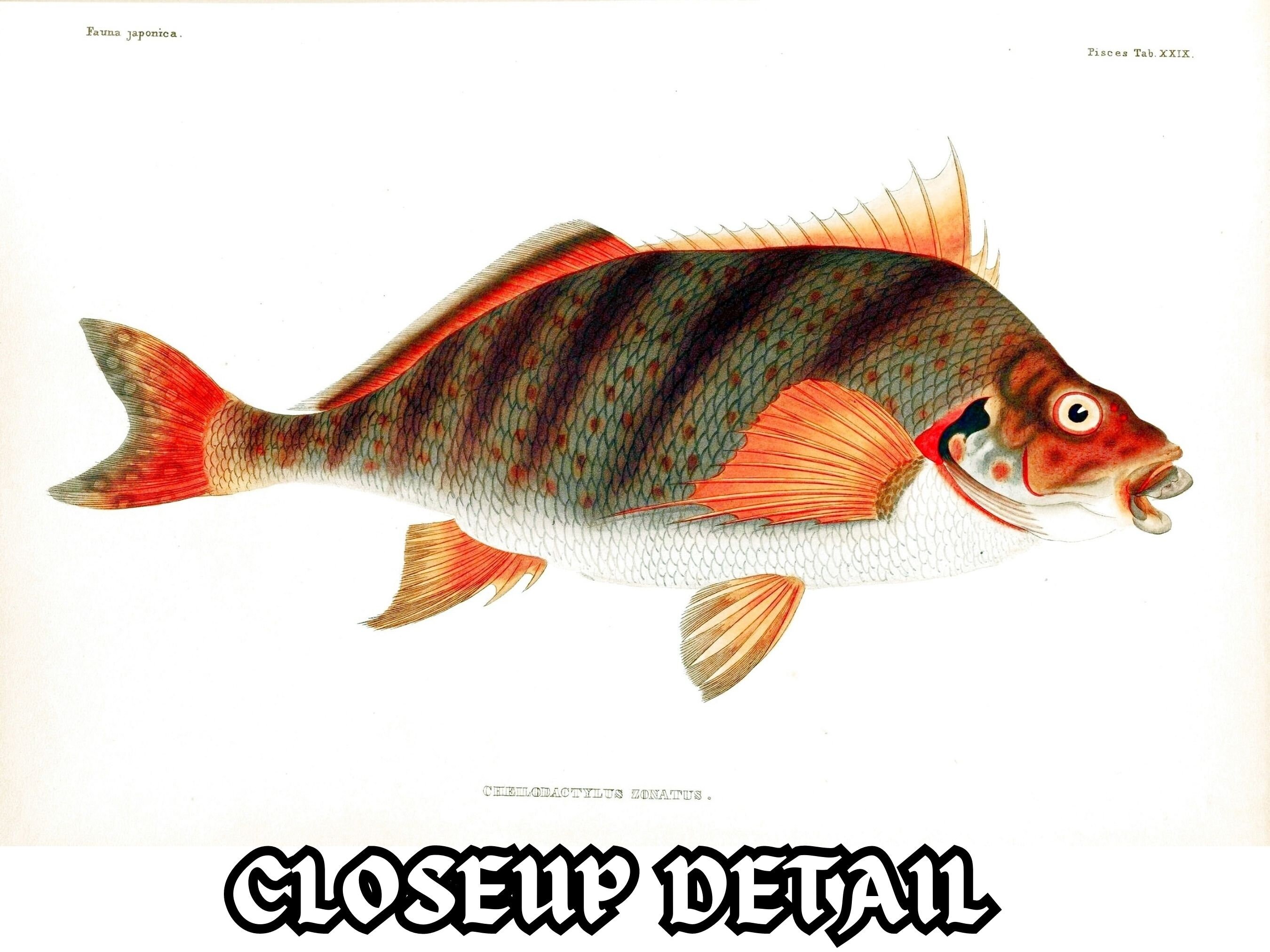 Restored Japanese Fauna V2 Pisces | 81 HQ Printable Fish