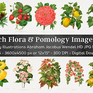 Dutch Flora & Pomology 40 Botanical Illustrations V2 | Beautiful Botany Wall Art Bundle| HQ Vintage Flower, Fruit Painting| Digital Download