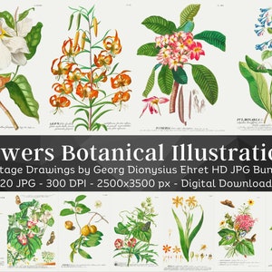 20 illustrations botaniques vintage HQ | Lot d'art mural imprimable de vieux livre | assiettes botaniques de fleurs vintage | Art mural nature Décoration d'intérieur