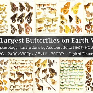 May include: A collection of 99 vintage illustrations of butterflies from around the world. The illustrations are in black and white and feature detailed drawings of the butterflies' wings and bodies. The illustrations are arranged in a grid pattern and are labeled with the scientific names of the butterflies. The title "The Largest Butterflies on Earth Vol 7" is displayed at the top of the image. The text "Lepidopterology Illustrations by Adalbert Seitz (1907) HD JPG Set" is displayed below the title. The text "99 JPG - 2400x3300px / 8x11" - 300DPI - Digital Download" is displayed below the previous text.