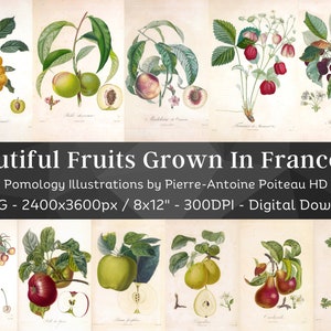 Bellissimi frutti coltivati in Francia 84 illustrazioni botaniche V4/Botany Pomology Wall Art Bundle/HQ Vintage Fruit Painting/Digital Download
