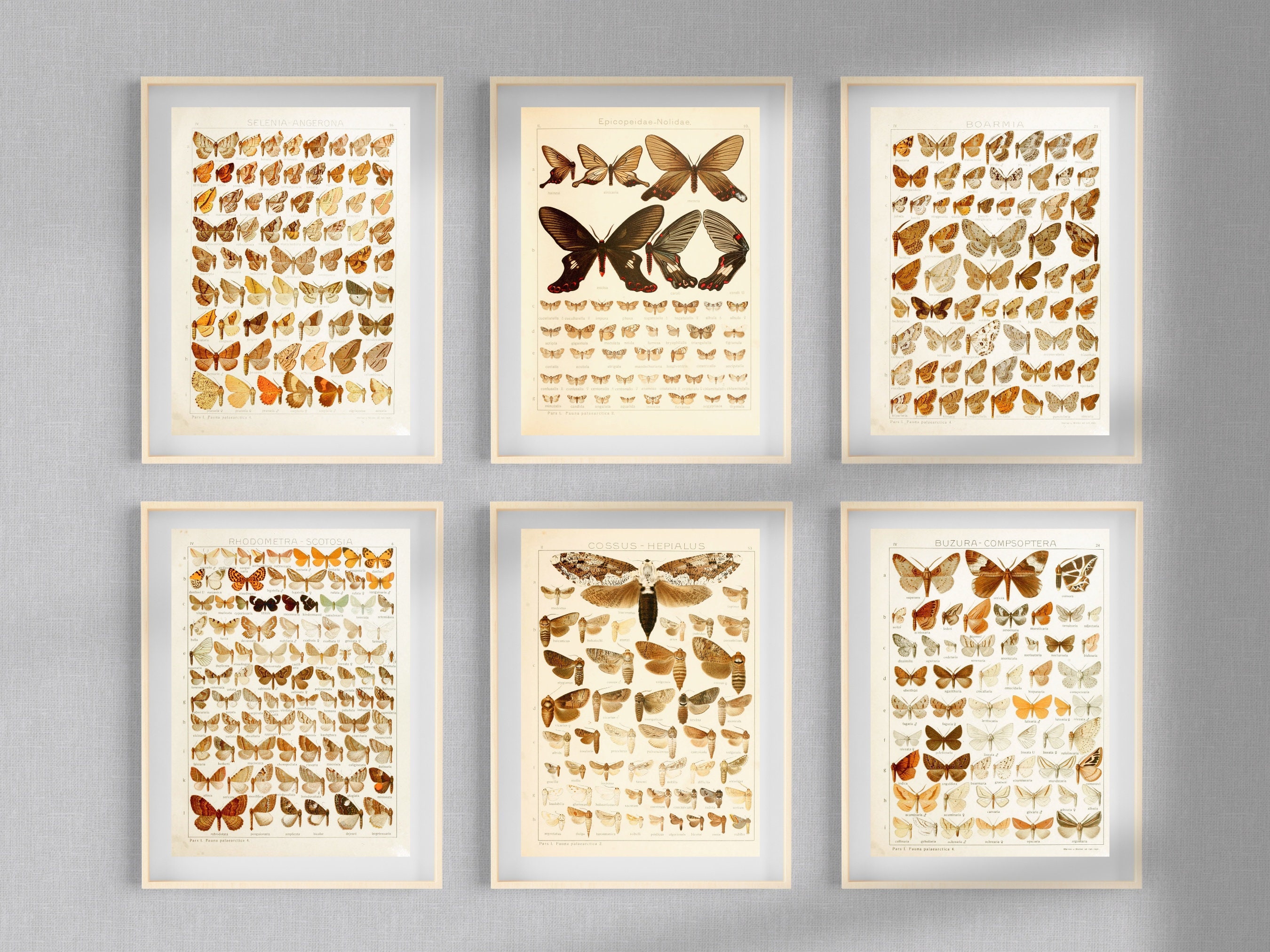 Insect Codex The Largest Butterflies on Earth 81 HD Images V2 | Huge Vintage ...