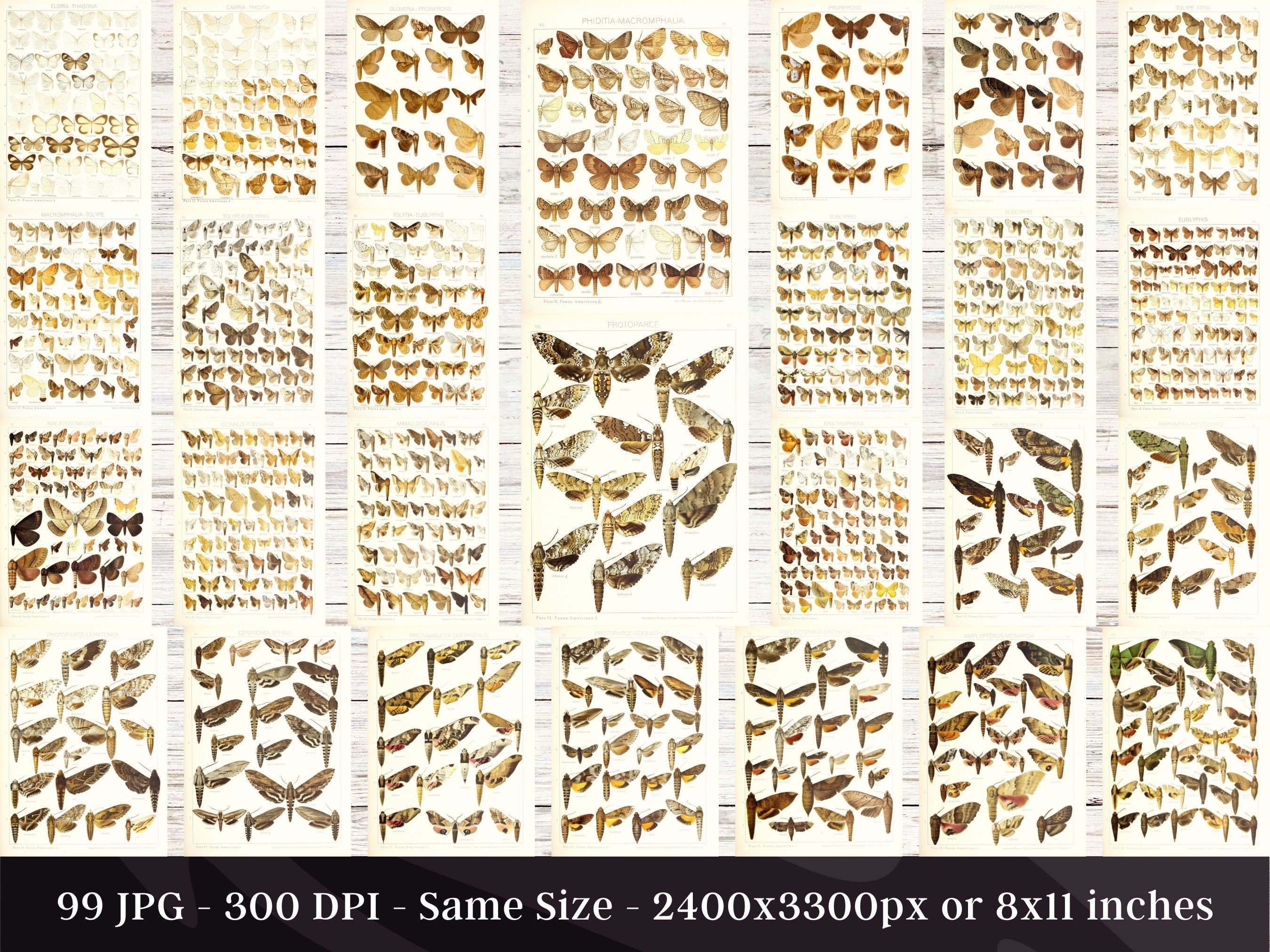Insect Codex The Largest Butterflies on Earth 99 HD Images V6| Huge Vintage ...