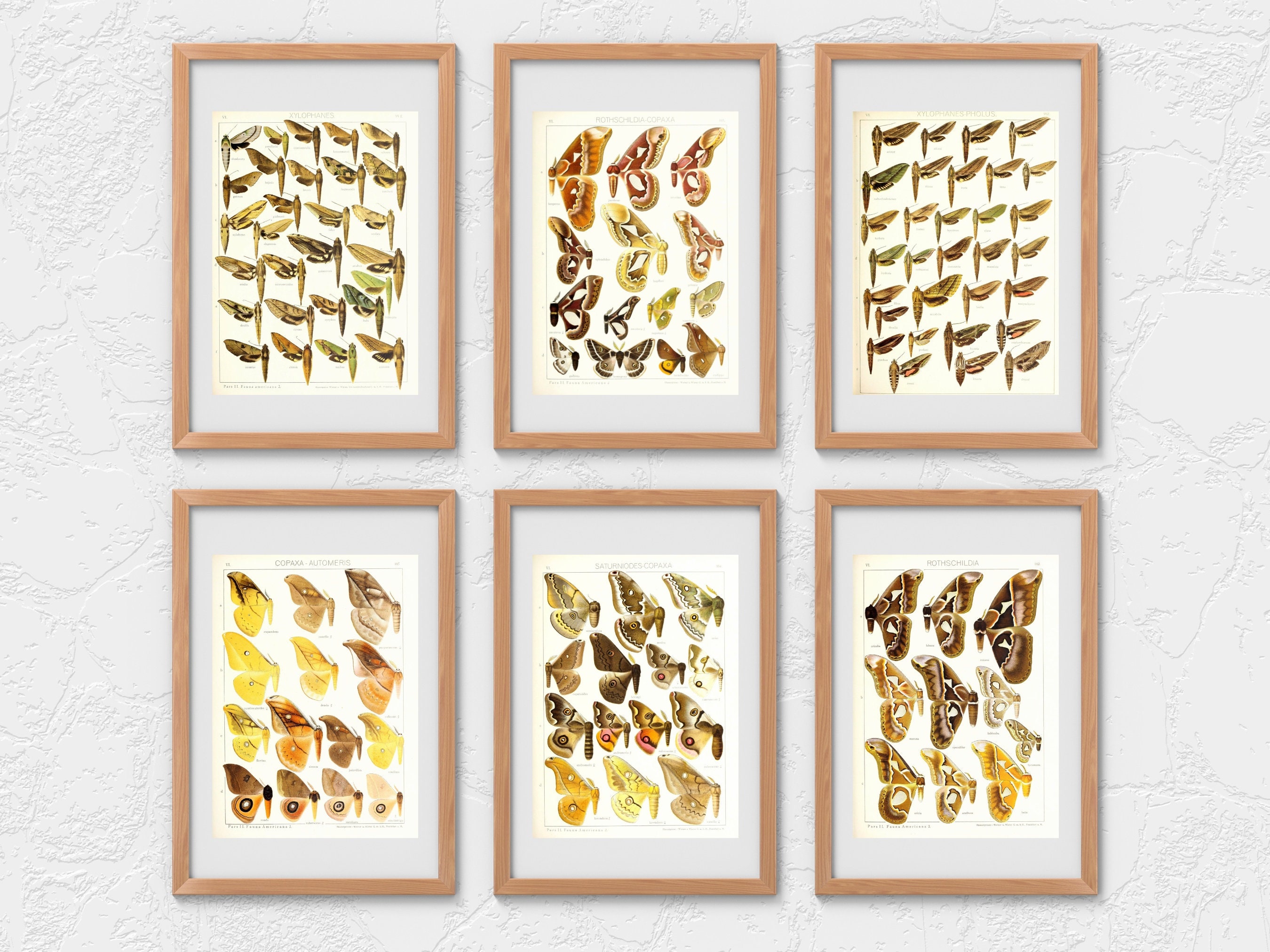 Insect Codex The Largest Butterflies on Earth 99 HD Images V7| Huge Vintage ...