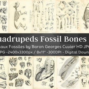 Cuadrúpedos Huesos Fósiles 63 Imágenes HD V1 / Fabricación de tarjetas Papel digital prediseñado / Huesos de esqueleto animal Borrador de cráneo / Paquete de arte de pared de osteología