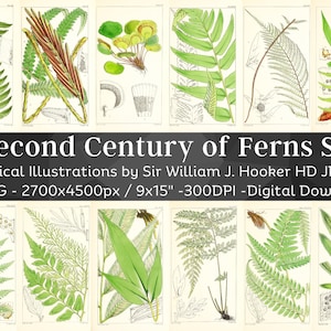 Second Century of Ferns 50 Botanical Illustrations V1 | Botany Plant Images | HQ Vintage Flower Painting Wall Art Bundle | Digital Download
