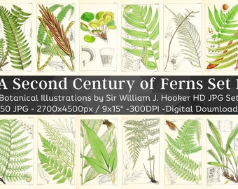 Second Century of Ferns 50 Botanical Illustrations V1 | Botany Plant Images | HQ Vintage Flower Painting Wall Art Bundle | Digital Download