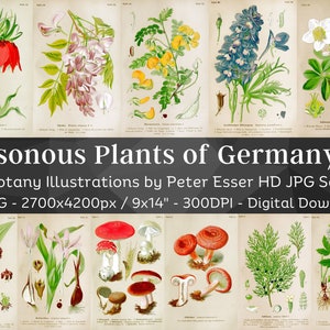 Op de afbeelding: Een set van 56 vintage botanische illustraties van giftige planten die in Duitsland voorkomen. De illustraties zijn gedetailleerd en realistisch en tonen een verscheidenheid aan planten, waaronder bloemen, paddenstoelen en bessen. De illustraties zijn in hoge resolutie en perfect om te printen of digitaal te gebruiken.