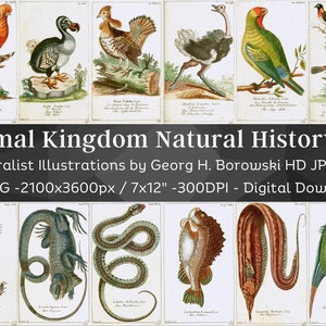 動物界の自然史イラスト 116 HD 画像 V2 | クリップアート デジタル ペーパー クラフト | 魚 鳥 動物 昆虫 | 動物学 ウォール アート バンドル