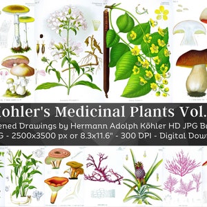 May include: A collection of 21 high-resolution digital illustrations of medicinal plants, featuring detailed drawings of various flowers, leaves, and mushrooms. The illustrations are in a vintage style with a white background and are perfect for botanical art, nature studies, or crafting projects.