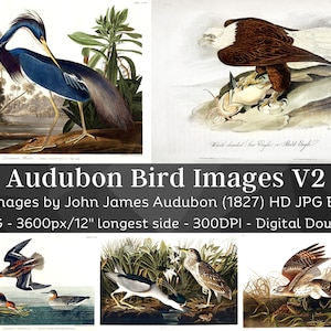 Birds of America J.J. Audubon HD Images V2| Card Making, Clip Art, Digital Paper Craft| Heron, Ibis, Swan, Hawk| Ornithology Wall Art Bundle