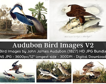 Birds of America J.J. Audubon HD Images V2| Card Making, Clip Art, Digital Paper Craft| Heron, Ibis, Swan, Hawk| Ornithology Wall Art Bundle