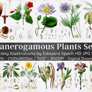 Fanerogame planten 76 botanische illustratiebundel V2 | Plantkunde Herbarium geneeskrachtige wilde planten bloem schilderij kunst aan de muur | Digitaal downloaden