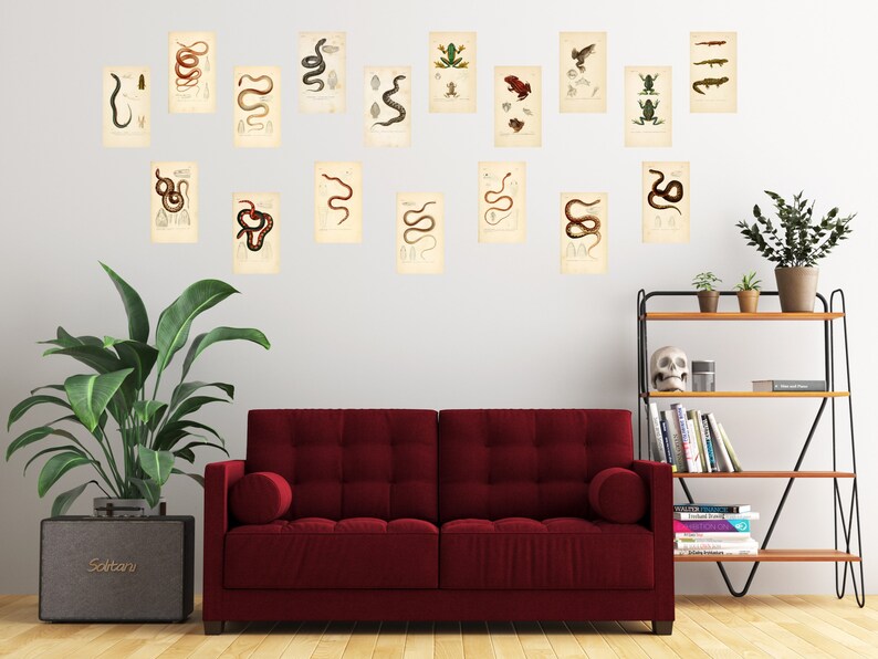May include: A living room interior with a red sofa, a potted plant, a bookshelf with books and a skull, and a wall decorated with vintage illustrations of snakes and frogs.