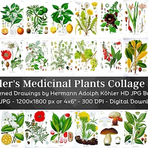 152 Images COLLAGE KIT SET 4"x6" | Whitened Kohler's Medicinal Plants Set 1 | Vintage Flowers Botanical Plates | Nature Wall Art Home Décor