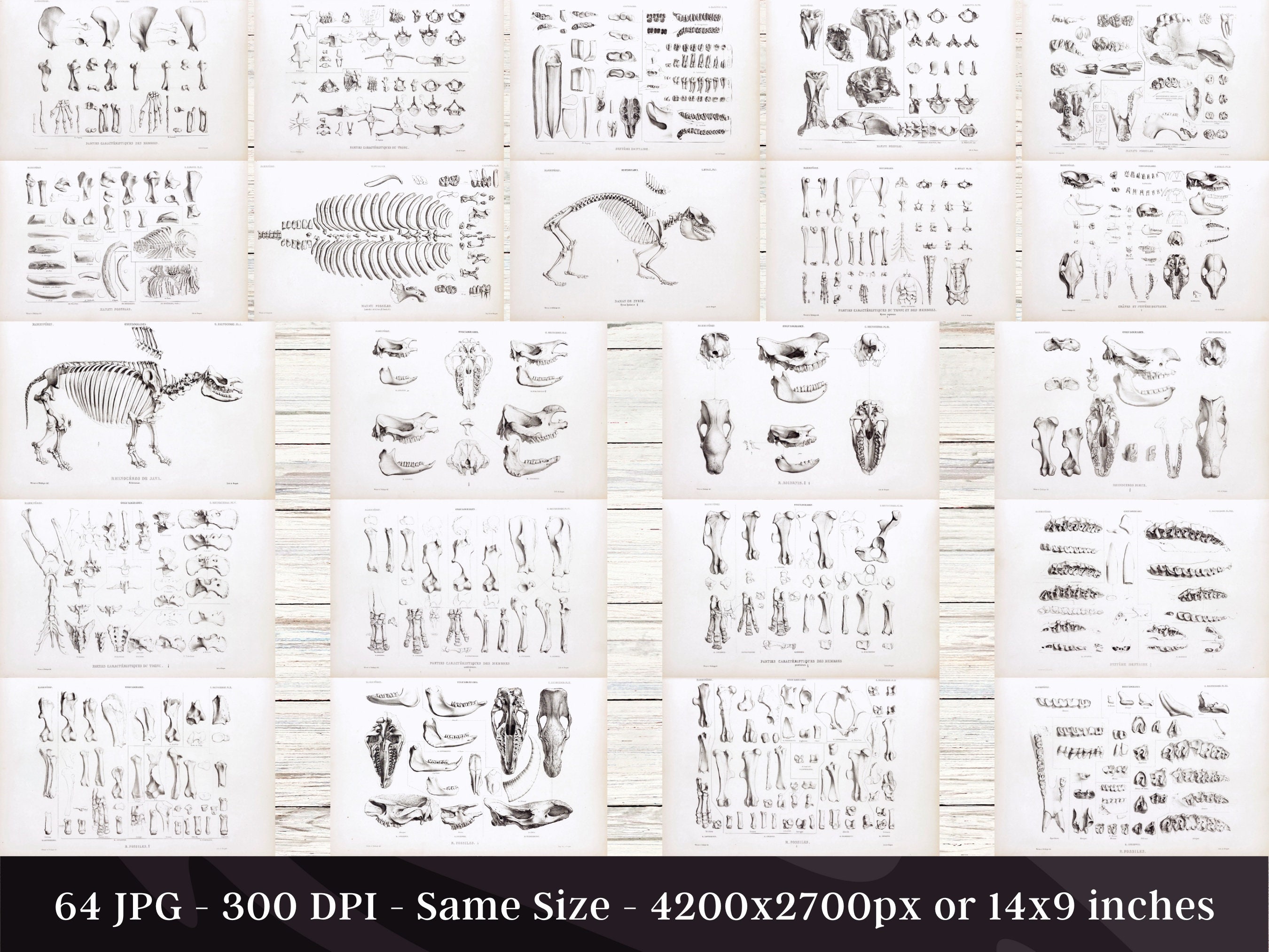 Osteografie Vintage botanatomie 64 HD-illustraties V2| Donkere Academia  dierfossiel skelet botten schedel tekening | Osteologie Wall Art Bundel -  Etsy België, image size:2700x2025