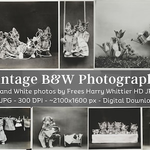 May include: A set of 31 vintage black and white photographs featuring adorable kittens and puppies dressed in clothing. The photos are high resolution and perfect for digital scrapbooking or printing.