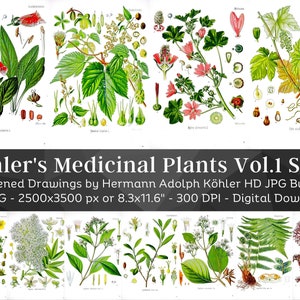 Whitened Kohler's Medicinal Plants Volume 1 Set 2 | 44 HQ Vintage Botanical Illustrations | Flowers Botanical Plates | Nature Art Home Décor