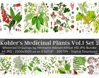 Whitened Kohler's Medicinal Plants Volume 1 Set 2 | 44 HQ Vintage Botanical Illustrations | Flowers Botanical Plates | Nature Art Home Décor