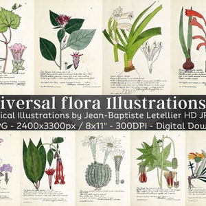 Universal Flora 104 Botanical Illustrations V1 | Botany Plant Images, Nature Wall Art Bundle | HQ Vintage Flower Paintings| Digital Download