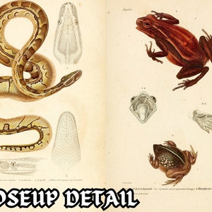 May include: An illustration of a snake and a frog. The snake is coiled and has a light brown and dark brown pattern. The frog is brown with dark brown stripes. The illustration is on a cream-colored background.