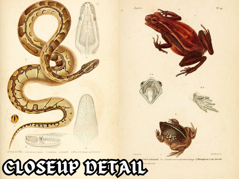 May include: An illustration of a snake and a frog. The snake is coiled and has a light brown and dark brown pattern. The frog is brown with dark brown stripes. The illustration is on a cream-colored background.
