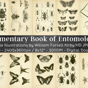 Entomología de escarabajos raros 87 imágenes HD / Insectos, mariposas, avispas, abejas, dibujos de polillas / Tarjeta de imágenes prediseñadas Arte de papel digital / Paquete de arte de pared de bugología