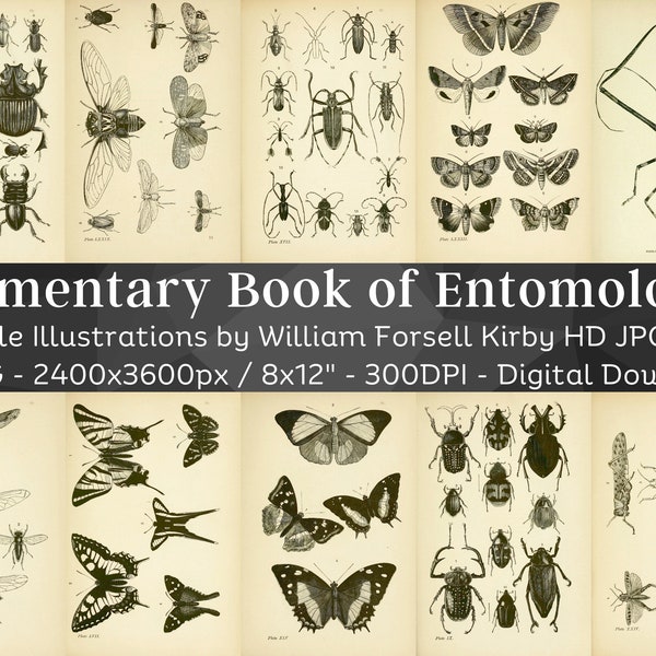 Rare Beetle Entomology 87 HD Images | Bug, Butterfly, Wasp, Bee, Moth Drawings | Clipart Card Digital Paper Craft | Bugology Wall Art Bundle