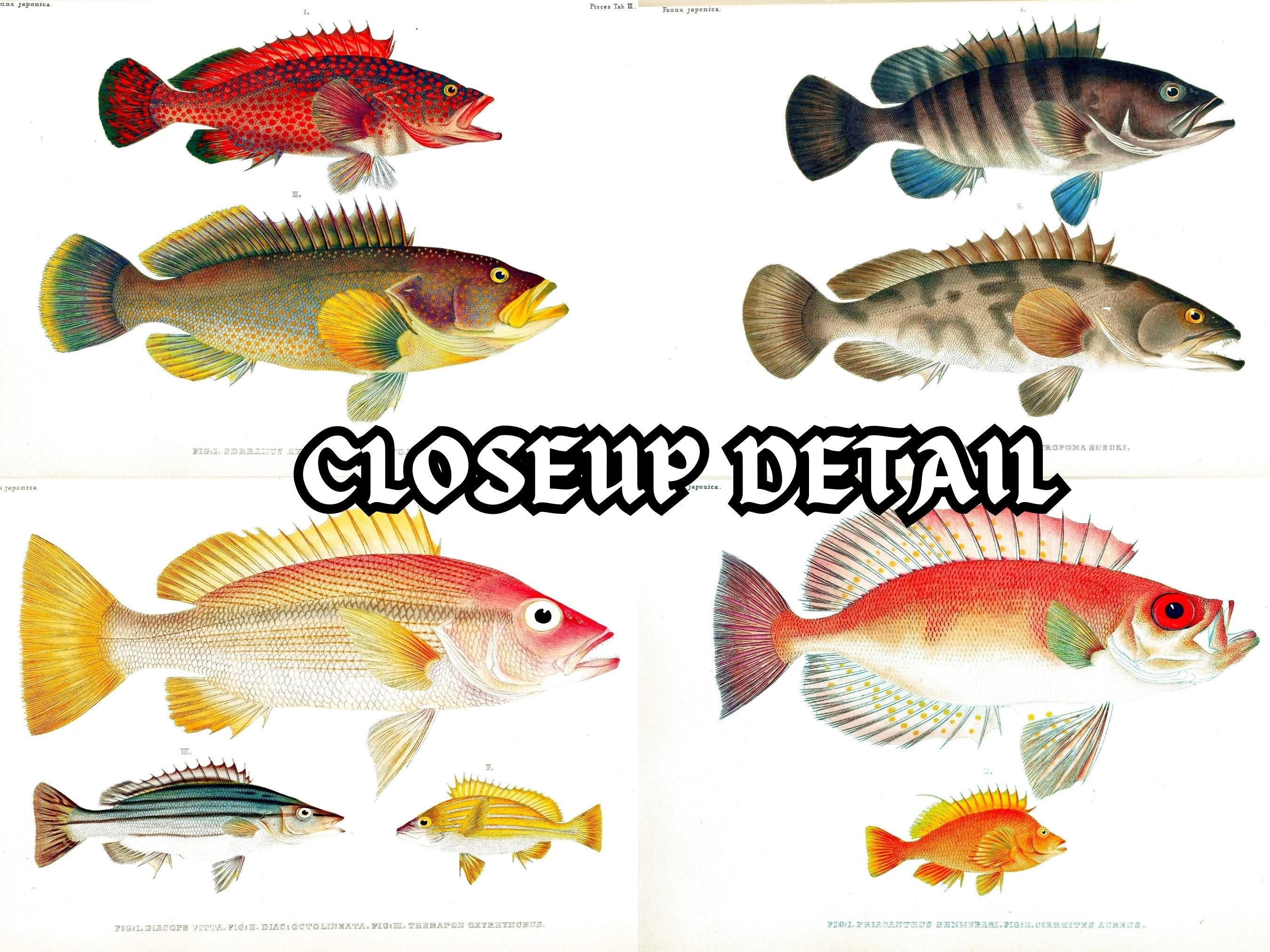 Restored Japanese Fauna V2 Pisces | 81 HQ Printable Fish