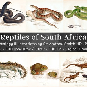 Sydafrikas reptiler 74 HQ utskrivbara herpetologiska illustrationer | Orm, orm, sköldpadda, ödla, padda | Antik väggkonst från 1800-talet