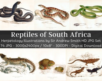 Sydafrikas reptiler 74 HQ utskrivbara herpetologiska illustrationer | Orm, orm, sköldpadda, ödla, padda | Antik väggkonst från 1800-talet