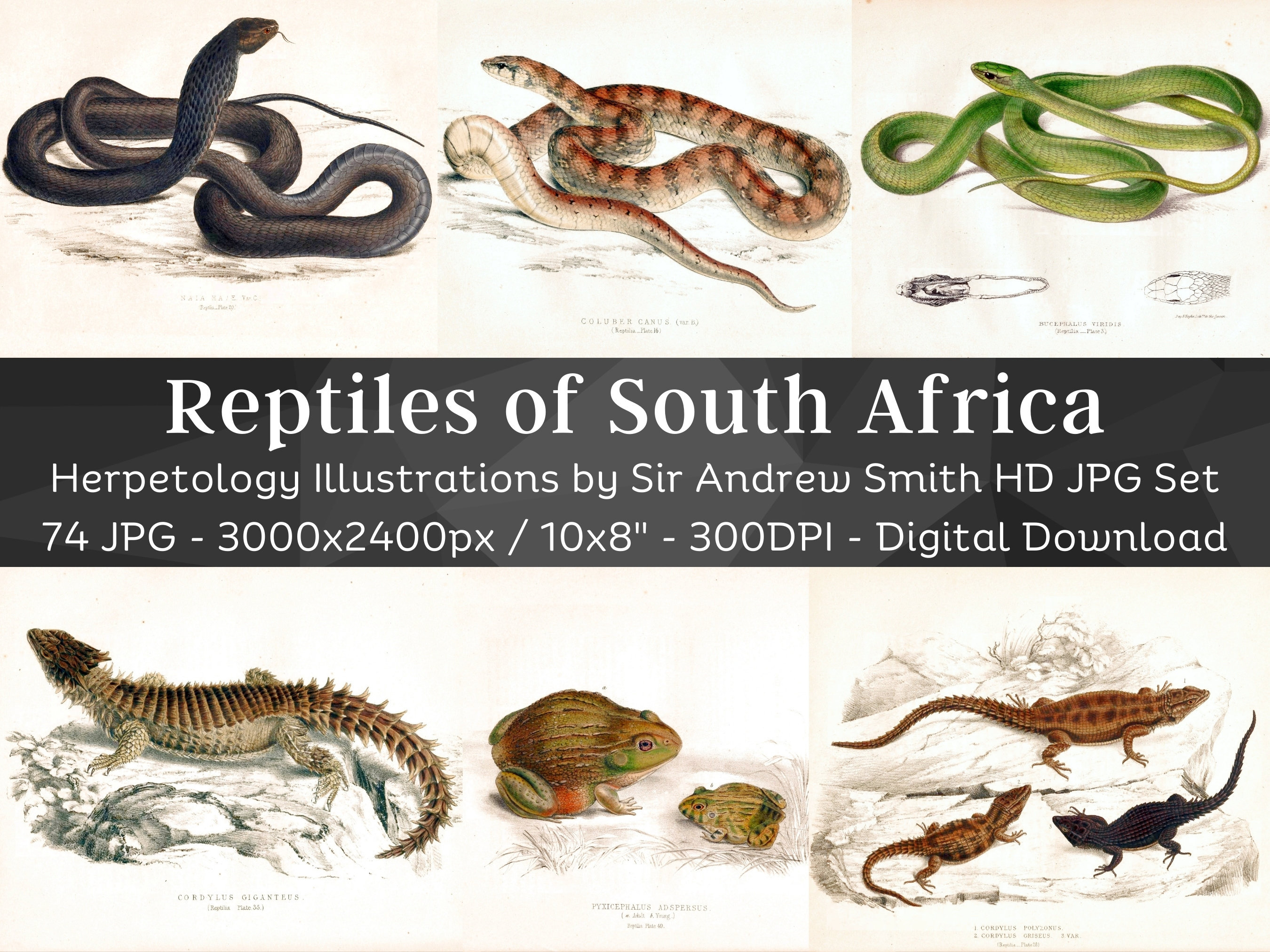 Reptiles of South Africa 74 HQ Printable Herpetology Illustrations ...