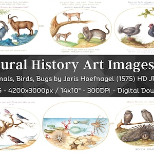 Awesome Natural History 65 HD Images V4| Card, Invitation, Craft, Clipart, Prints Collages| Plant Animal Fish Insect Illustrations| Wall Art