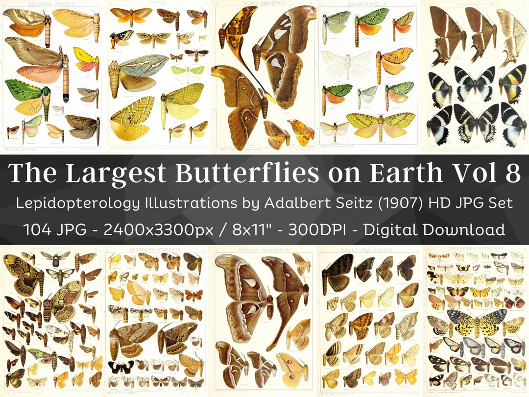 Insect Codex The Largest Butterflies on Earth 104 HD Images V8| Huge Vintage ...