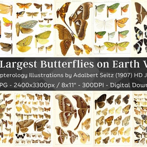 May include: A collection of 104 high-resolution digital images of butterflies from around the world. The images are from a 1907 book by Adalbert Seitz, titled "The Largest Butterflies on Earth Vol 8".