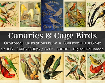 Canarini e uccelli da gabbia 57 illustrazioni / Pacchetto di arte da parete Folio di ornitologia naturalista / Decorazione della stanza della natura di piccoli uccelli / Download digitale