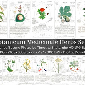 Whitened Botanicum Medicinale Herb Description & Uses Set 1| 59 HQ Vintage Illustrations| Vintage Flowers Botanical Plates| Nature Art Décor