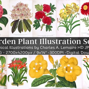 Beautiful Vintage Garden Plant 60 Botanical Ephemera Illustration V7| Horticulture Wall Art Bundle| HQ Old Flower Painting| Digital Download