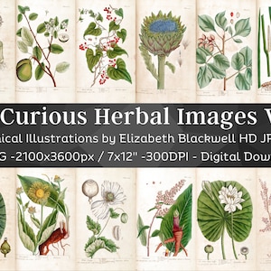 Curious Herbal 82 Botanische Illustrationen Set 6| Botanik Bilder Heilpflanze Wandbilder | HQ Vintage Blumen Malerei | Digitaler Download