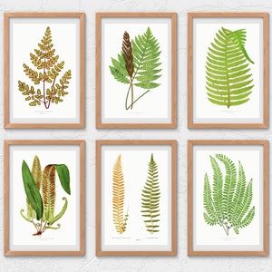 British & Exotic Fern 64 Botanical Illustrations Forest Fern Printable Wall Art Bundle HQ Modern Watercolor Painting Digital Download image 7