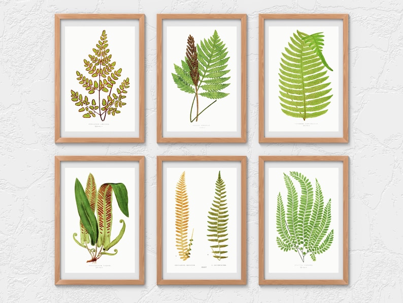 British & Exotic Fern 64 Botanical Illustrations Forest Fern Printable Wall Art Bundle HQ Modern Watercolor Painting Digital Download image 7