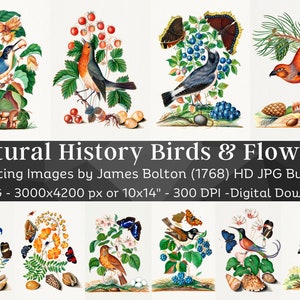 Vintage Birds and Flowers Illustrations HD Image Set | Card Making, Clip Art, Digital Paper Craft | Bird & Botanical Images Wall Art Bundle