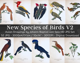 Nuove specie di uccelli 52 immagini HD V2 Vecchie pagine Folio ornitologiche / Colibrì Pappagallo Picchio Canto Uccelli rapaci / Lodge Wall Art Bundle