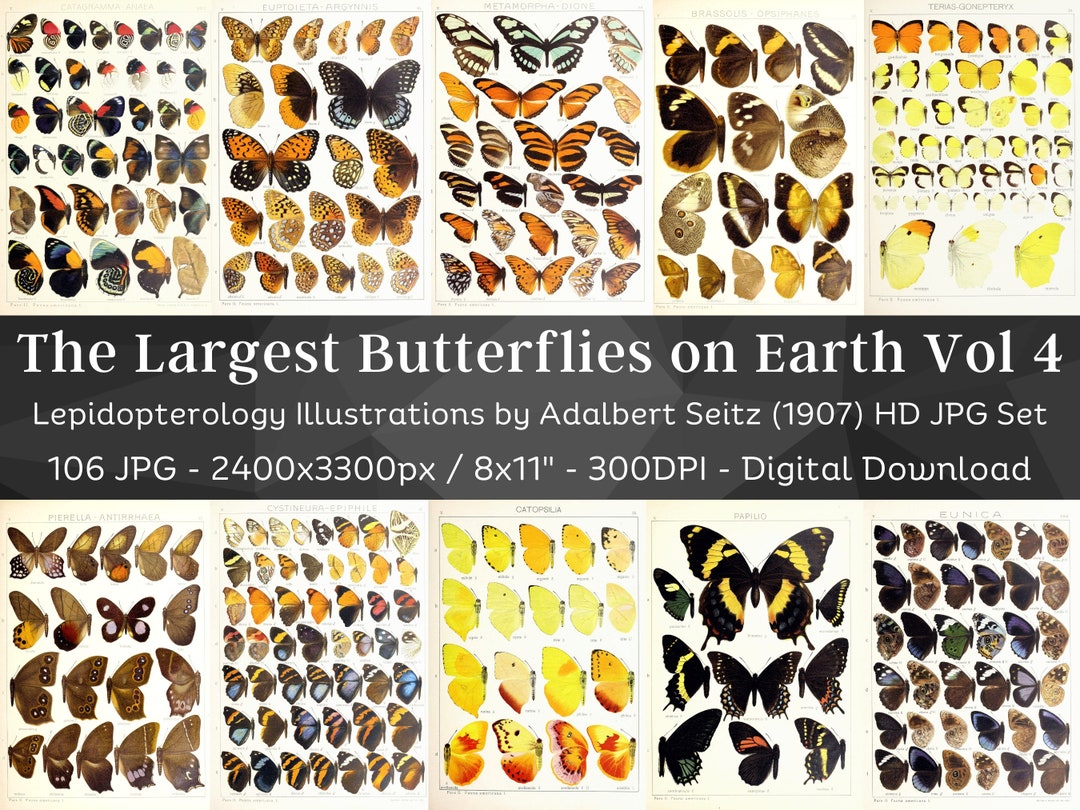 Insect Codex The Largest Butterflies on Earth 106 HD Images V4| Huge Vintage ...