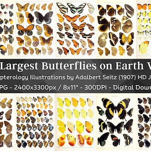 Las mariposas más grandes de la Tierra 106 imágenes HD V4/ Enorme colección de mariposas vintage/ Códice de insectos de la Academia Oscura/ Paquete de arte de pared de entomología