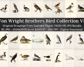 Swedish Birds Svenska Fåglar Original HD Image Set 3 | Ornithology Wall Art Bundle | Game Birds, Seabirds, Ducks, Song, Prey & Large Birds
