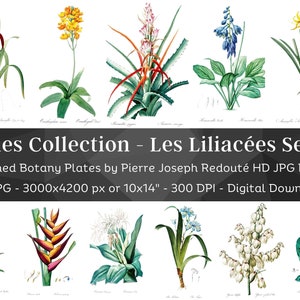 Whitened Les Liliacees P. J. Redoute Set 3 / 70 HQ Vintage Lilies Illustrations / Flowers Botanical Plates / Nature Décor Printable Art Bundle