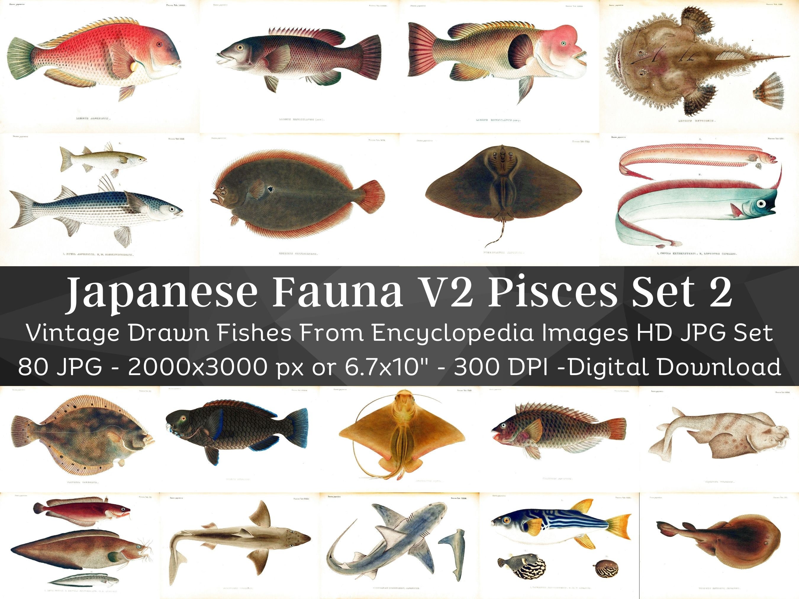 Restored Japanese Fauna V2 Pisces | 80 HQ Printable Fish