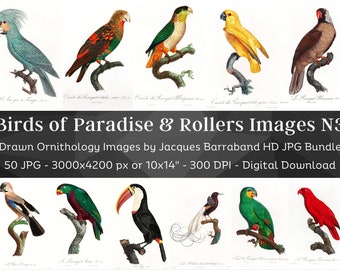 Birds of Paradise & Rollers HD Image Set 3 | Parrot Paradise Crow Toucan Cockatoo | Digital Paper Craft Ornithology Clipart Wall Art Bundle